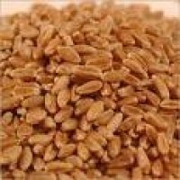 BARLEY,YELLOW MILLET,CANARY SEEDS,FEED WHEAT,SOY BEAN MEAL,NIGER SEEDS,Betel nut,Quinoa,Sorghum,sesa