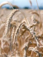 Grain Seed --Mammoth Triticale