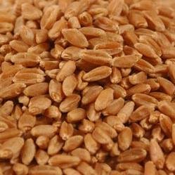  Hard   Red  Winter  Wheat 