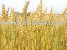 Wheat of all kinds available