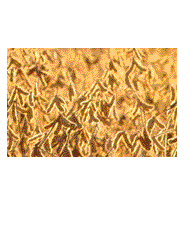Wheat