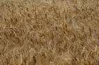 wheat seed