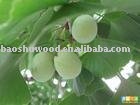 PiZhou Fresh Gingko