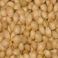 GINKGO NUTS,MACADEMIA SEEDS,PECANS NUTS AND SUNFLOWER KERNELS AVAILABLE FOR SALE