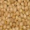 GINKGO NUTS,MACADEMIA SEEDS,PECANS NUTS AND SUNFLOWER KERNELS AVAILABLE FOR SALE