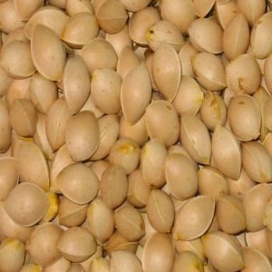 Quality Ginkgo Nut