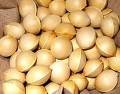 Ginkgo nuts