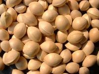 Quality Ginkgo nuts offer