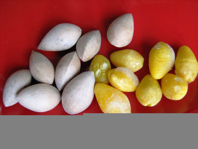 Ginkgo Nuts
