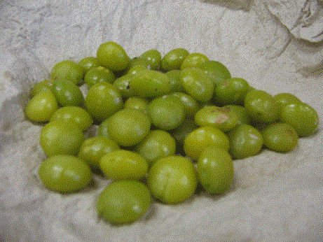 Super Ginkgo Nut