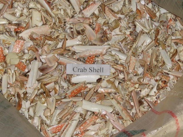 shrimp shell