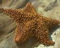 Echinoderm