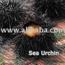 Sea Urchin