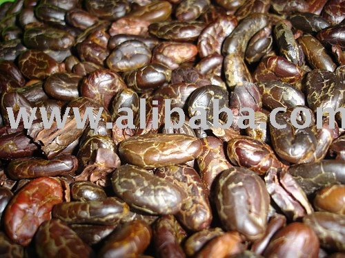  Raw   Cacao  Bean
