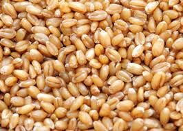  whole   wheat   grain s