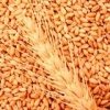 50, 000 MT  Russian   WHEAT  AT EURO 258 CIF (IMMEDIATE DELIVERY)