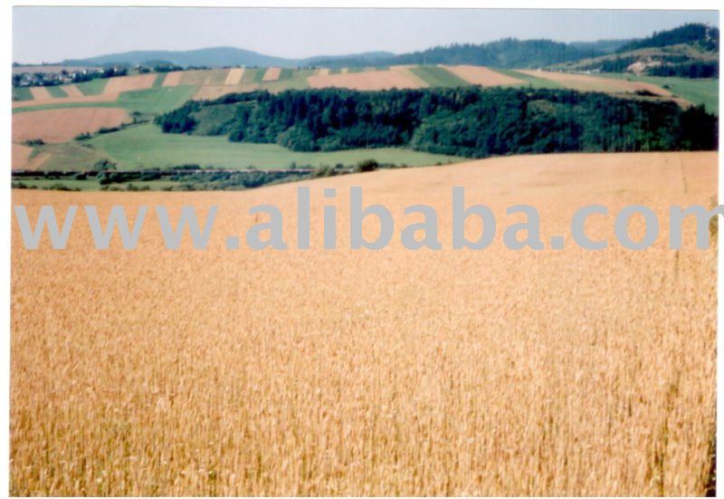 Certified Organic Spring Wheat - Koksa