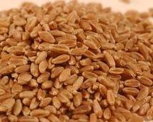 Hard Red Winter Wheat