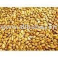 Food Red Wheat, YELLOW CORN, SOYA BEANS MEAL, FEED BARLEY,Horse Feed Hay,Wheat Bran