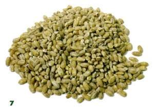 Fodder wheat