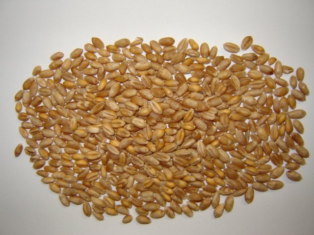 soft wheat