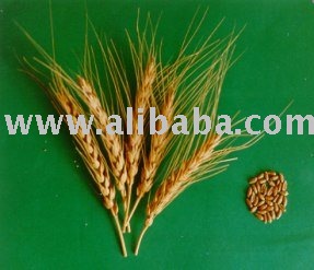 milling wheat