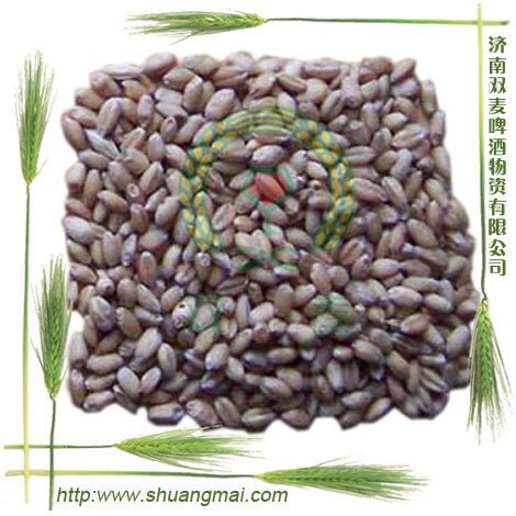 Malting Barley