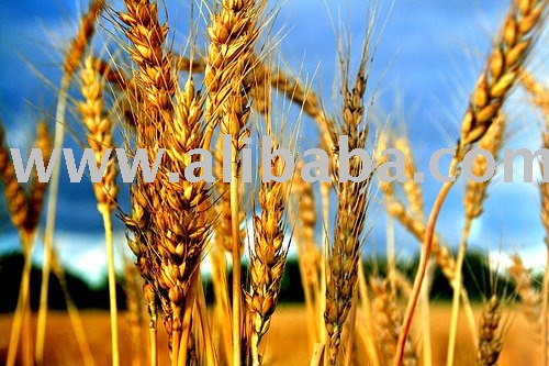  Indian   Milling   Wheat 