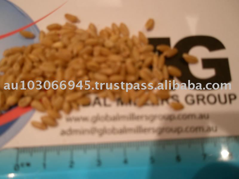 Wheat - APW - Australian origin