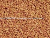 Wheat - German Class E