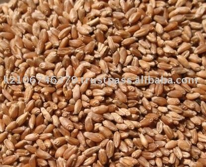 Red Soft Milling Wheat (G - 20-22)