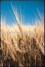  bulk  organic  wheat 