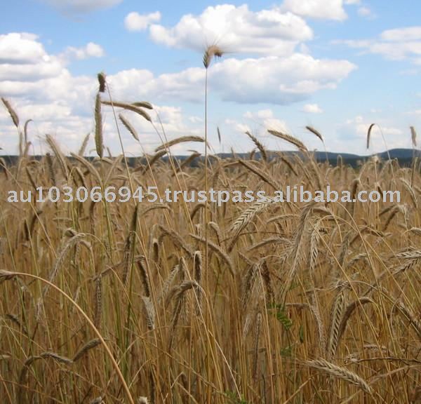 Wheat - German Class B