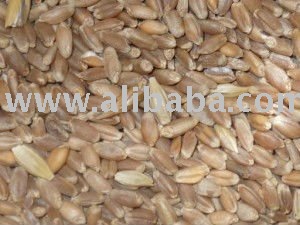 GOOD QUALITY WHEAT GRAINS FOR SALE