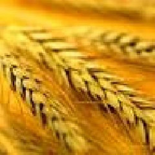  Russian   Wheat 