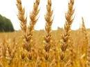 High quality Organic Wheat