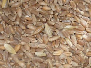 100% CLEAN GRADE  A  WHEAT GRAINS/FLOUR FOR SALE