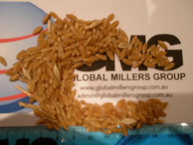 ASW - White Australian Wheat