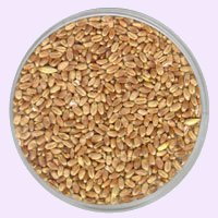 Vijrah Agro - Grains -Wheat