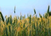 wheat