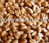 DRIED SOFT AND HARD WHEAT FOR SELL