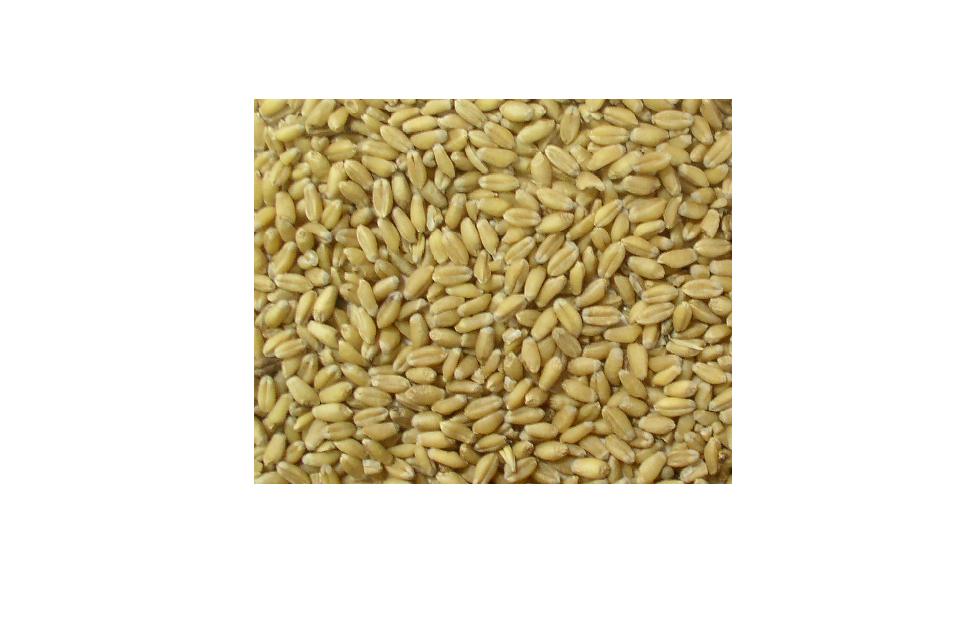 Wheat, Green Peas, Safflower, Rice, Millet,  Bajra 