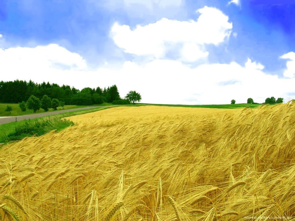 wheat  for  animal 