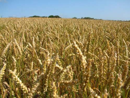 4th grade wheat