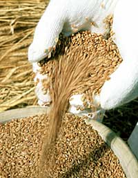 3rd grade wheat