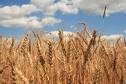 grain