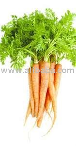 CARROT  Concentrated Juice   Puree
