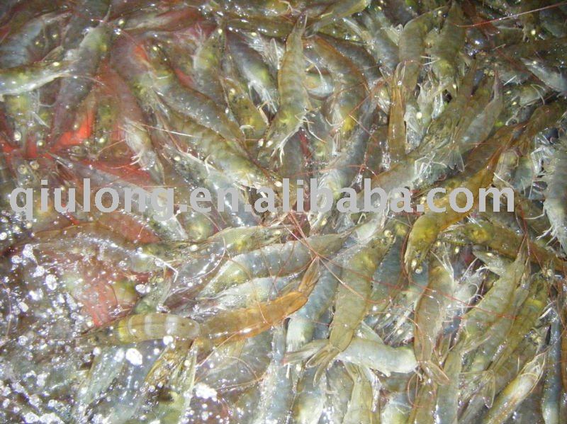  frozen   seafood  ( shrimp )