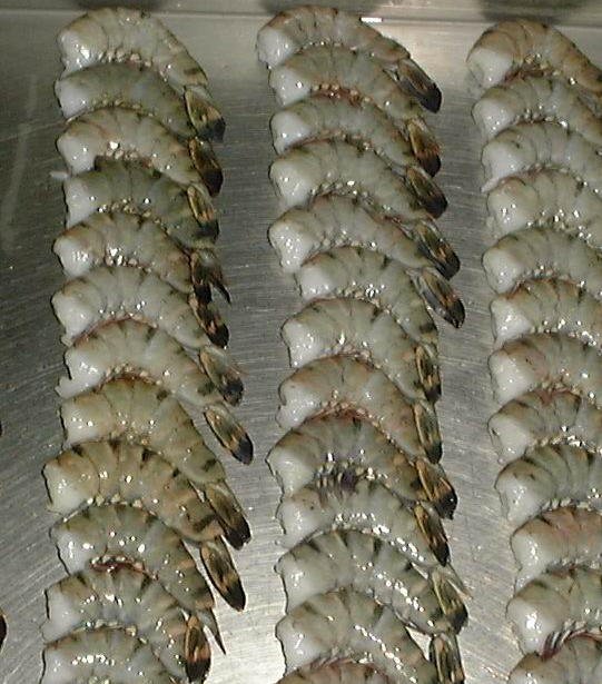 Black Shrimp Tiger From Vietnam