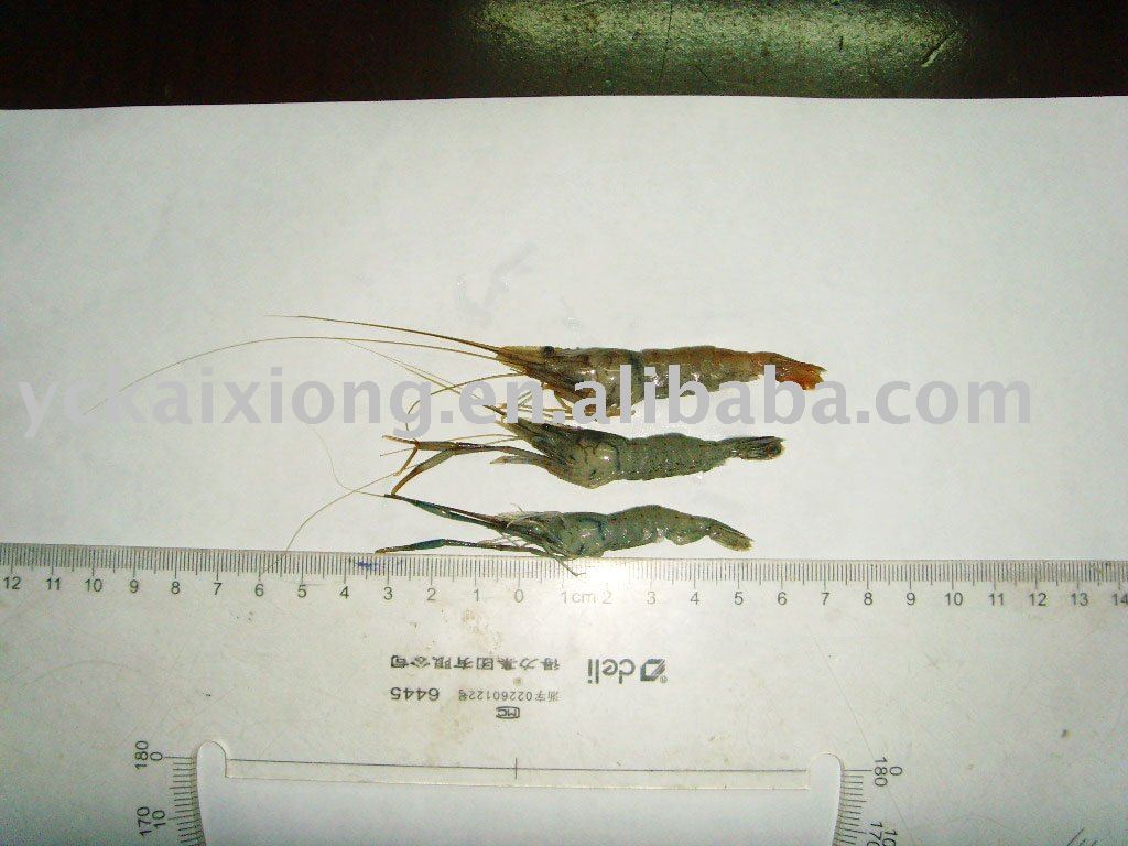 fresh water shrimp